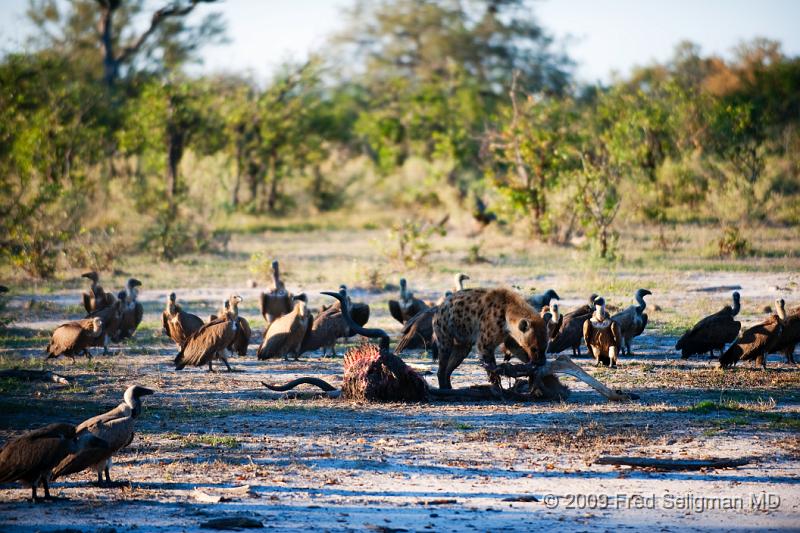 20090617_170552 D3 (1) X1.jpg - Hyena Feeding Frenzy, Part 2.  Hyena goes back to feed.   There is little left. Note that he is now eating bone